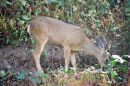 Mule deer, Odocoileus hemionus 
