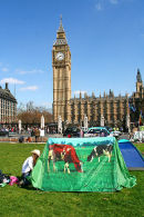 Peace protest cows in Parliament Square 