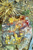 Petrified wood
