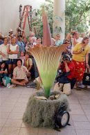 The smelly plant