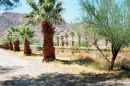 Zzyzx Mineral Springs