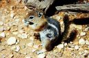 Chipmunk, genus tamias