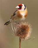 goldfinch3557