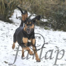 Barvicka enjoying a bit of snow
