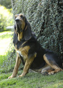 Ch.Farlap Basnicky