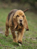 Farlap Candle at 14 weeks