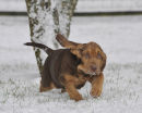 Cinnamon finds snow makes her do wild and crazy things.