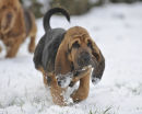 Curate enjoying the snow