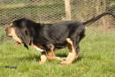 Farlap Basnicky at 8 weeks