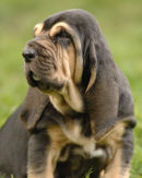 Basnicky at 6 weeks