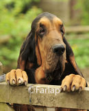 Ch. Farlap Basnicky