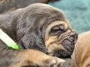 10 days old and still a lot of sleeping to do!