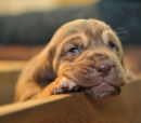 Liver girl 17 days old