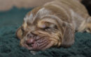 7 days old liver girl