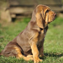Farlap Bourbon at 8 weeks