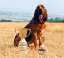 Robinswood Undercover with some of his working trials trophies
