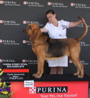 Australian Champion Farlap Cautious, winning BOB at the Sydney Royal Show (Australia) 2010