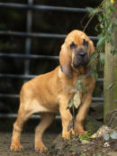 Farlap Tarnish at 11 weeks.