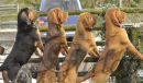 Sentry Duty