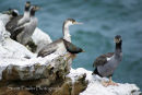 2 Starling Amongst the Shags