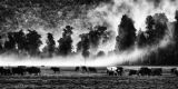 Cows in the mist