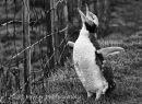 Dont Fence me in