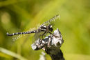 Dragon fly