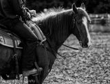 Methven Rodeo