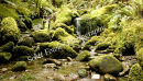 West coast stream
