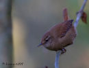 Jenny Wren