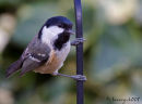 Coal tit