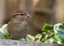 Our poor House Sparrows