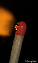 Ignition