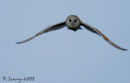 Barn Owl