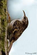 Tree-creeper