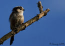 A long tailed tit