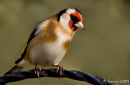 Goldfinch
