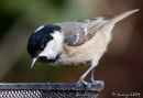 Coal tit