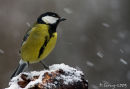 Great tit