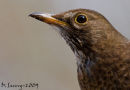 Black bird