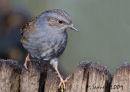 Dunnock
