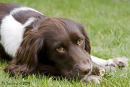 Springer spaniel