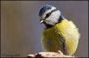 Blue tit
