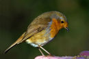 Robin