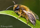 Honey Bee