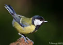 Great tit