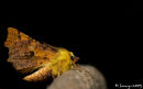 Canary shouldered Thorn