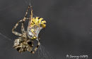 Spider capturing wasp