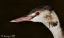 Grebe