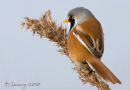 Male Bearded tit